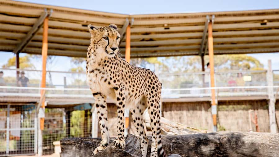 Monarto Safari Park: Cheetah Experience - What your one-hour session includes