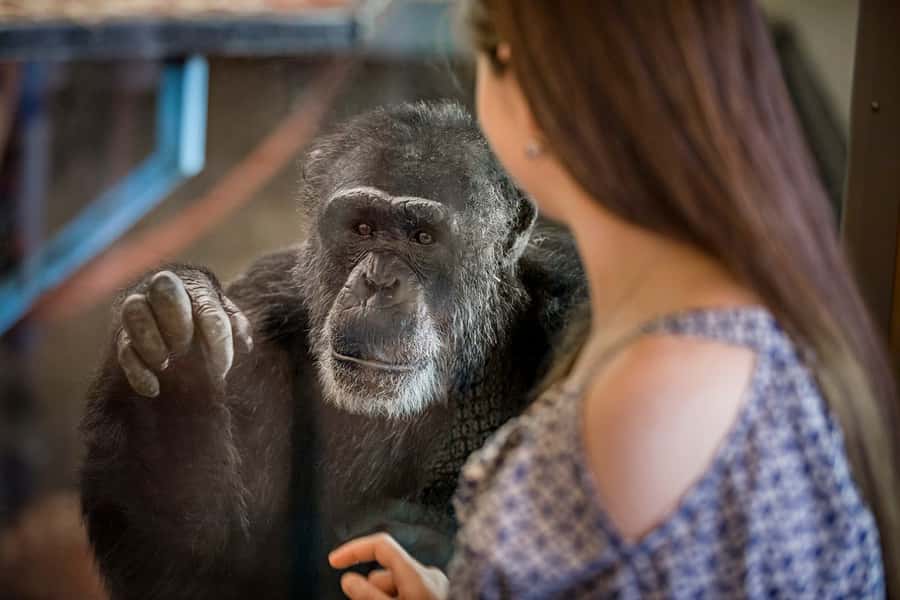 Monarto Safari Park: General Admission Tickets - Why Monarto feels different from a standard zoo