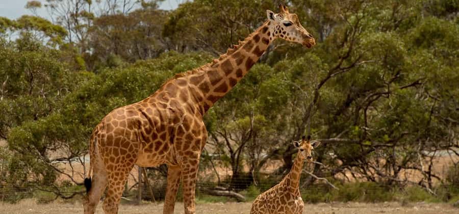 Monarto Safari Park: Keeper for a Day - Off-Limits Areas and Daily Keeper Tasks