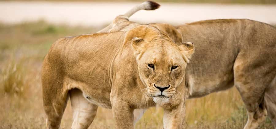 Monarto Safari Park: Keeper for a Day - Meeting Carnivores, Rhinos, Giraffes, and More