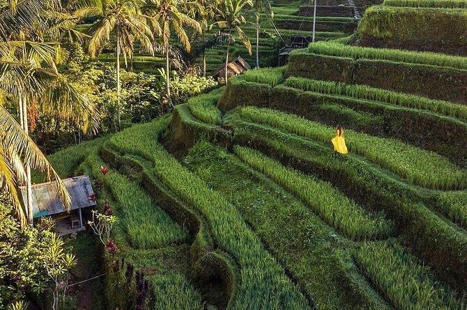 Monkey Forest, Holy Water Temple & Hot Springs Tours - Tegalalang Rice Terrace and the work behind the view