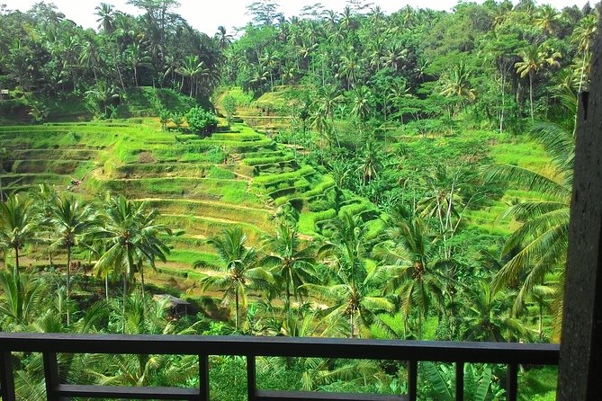 Monkey Forest, Ubud, Waterfall and Rice Terrace - What this private Ubud day really offers