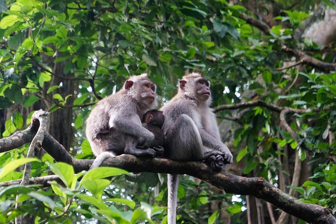Monkey Forest, Ubud, Waterfall and Rice Terrace - Celuk Village: a short look at Balinese metalwork