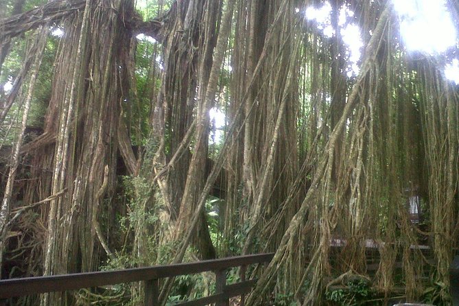 Monkey Forest, Ubud, Waterfall and Rice Terrace - Start with a plan, not a wish list