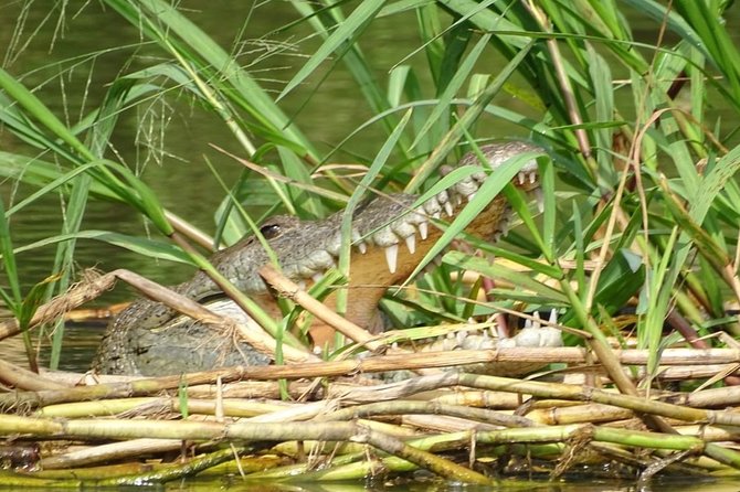 Monkey River Wildlife Encounters and Manatee Watch - Monkey River Village and Miss Alice’s kitchen
