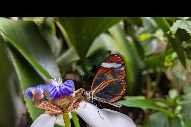 Monteverde Butterfly Gardens Tour - Key points to know before you go