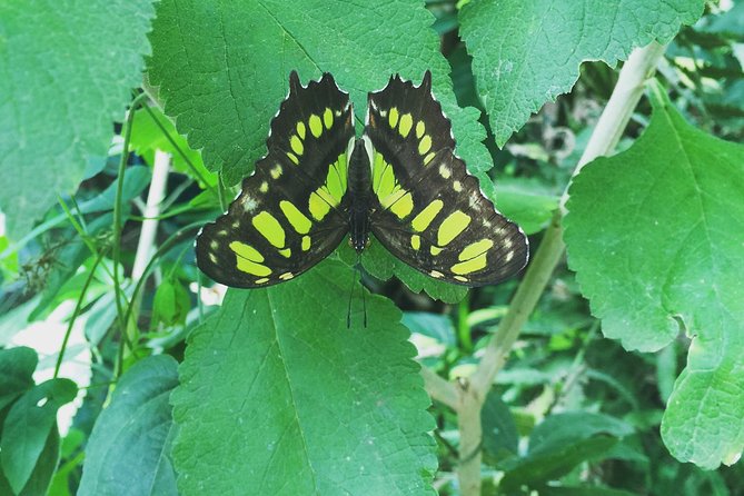 Monteverde Butterfly Gardens Tour - Four habitats, one hour, and plenty of wings
