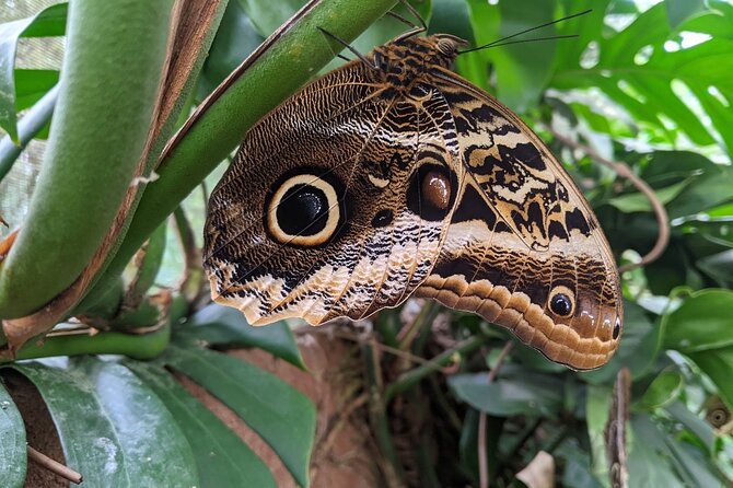 Monteverde Butterfly Gardens Tour - Why the guide matters here