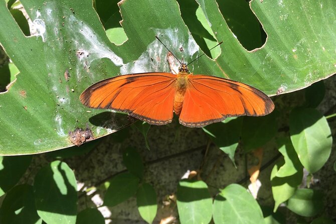 Monteverde Butterfly Gardens Tour - Photo time without rushing the whole stop