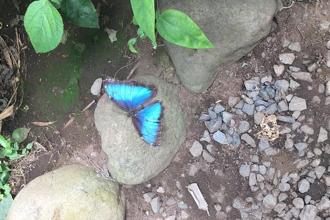 Monteverde Butterfly Gardens Tour - The nature center goes beyond pretty wings