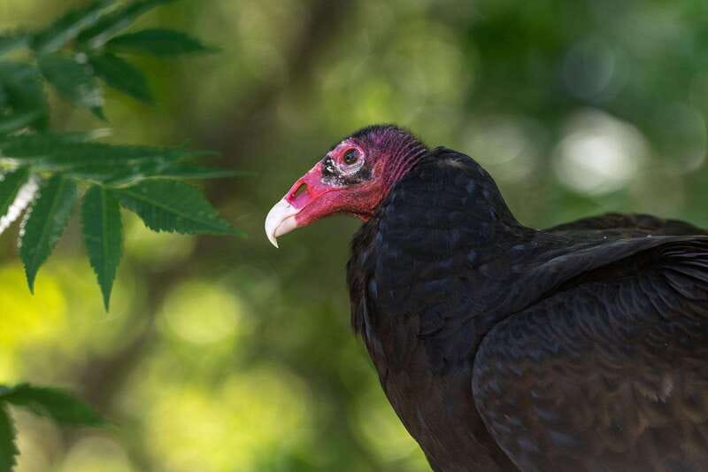 Montreal: Ecomuseum Zoo Entry Ticket - Meeting Quebec Wildlife 30 Minutes From Downtown