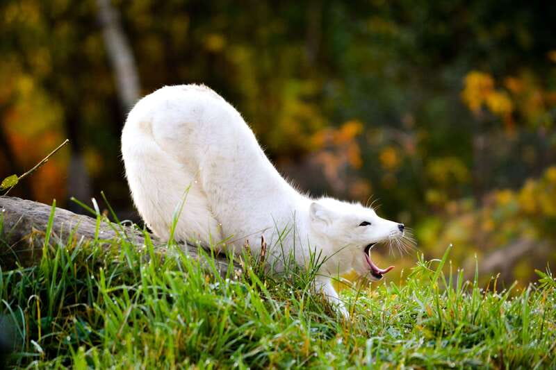 Montreal: Ecomuseum Zoo Entry Ticket - What You Can See Along the Visit