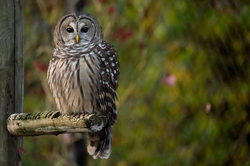 Montreal: Ecomuseum Zoo Entry Ticket - A Family Outing With Some Limits