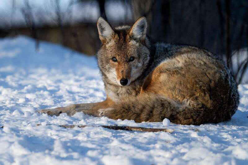 Montreal: Ecomuseum Zoo Entry Ticket - Who Should Book the Ecomuseum Zoo
