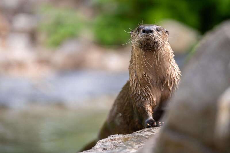 Montreal: Ecomuseum Zoo Entry Ticket - Should You Book This Montreal Wildlife Visit?