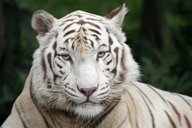 Morning at the Zoo with 1-way Transfer (Free & Easy) - Key points at a glance