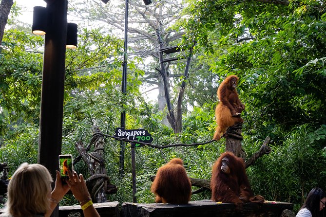 Morning at the Zoo with 1-way Transfer (Free & Easy) - The tram route through Singapore Zoo