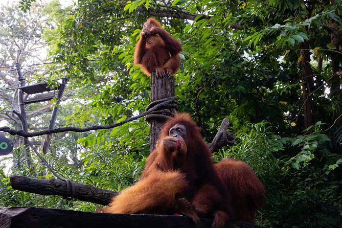 Morning at the Zoo with 1-way Transfer (Free & Easy) - Is $87.07 a fair price?