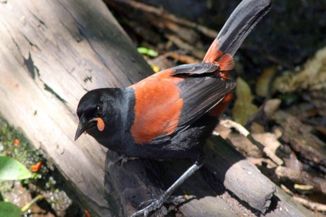 Motuara Wildlife Sanctuary Tour and Dolphin Cruise from Picton - What makes this Picton wildlife cruise worth considering