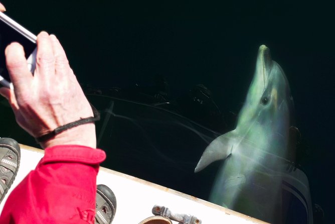 Motuara Wildlife Sanctuary Tour and Dolphin Cruise from Picton - What the guides add to the four-hour cruise