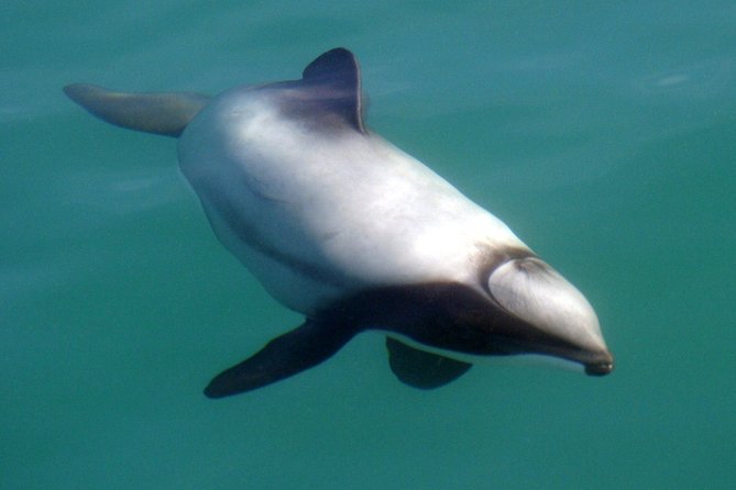 Motuara Wildlife Sanctuary Tour and Dolphin Cruise from Picton - Drinks, seating, and comfort on board
