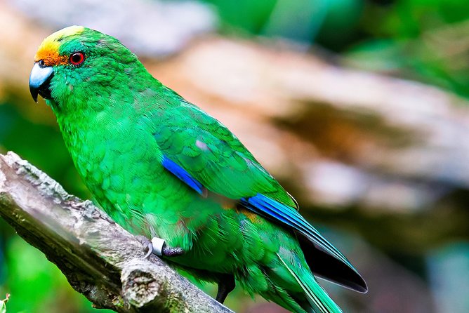 Motuara Wildlife Sanctuary Tour and Dolphin Cruise from Picton - Price and value at $104.26