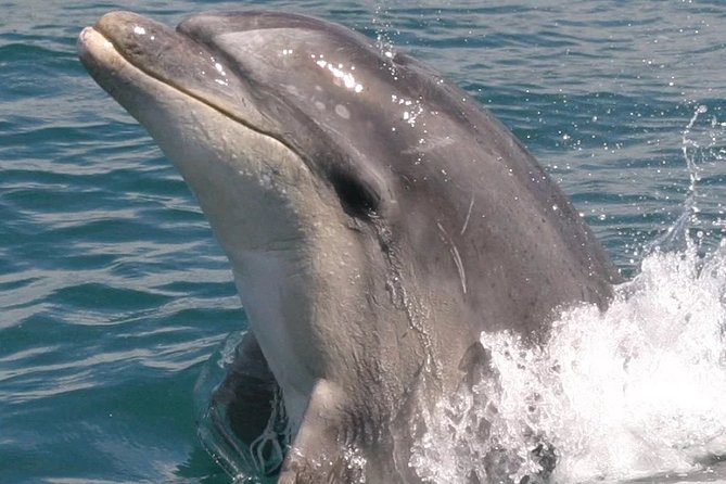 Motuara Wildlife Sanctuary Tour and Dolphin Cruise from Picton - Booking, weather, and cancellation details