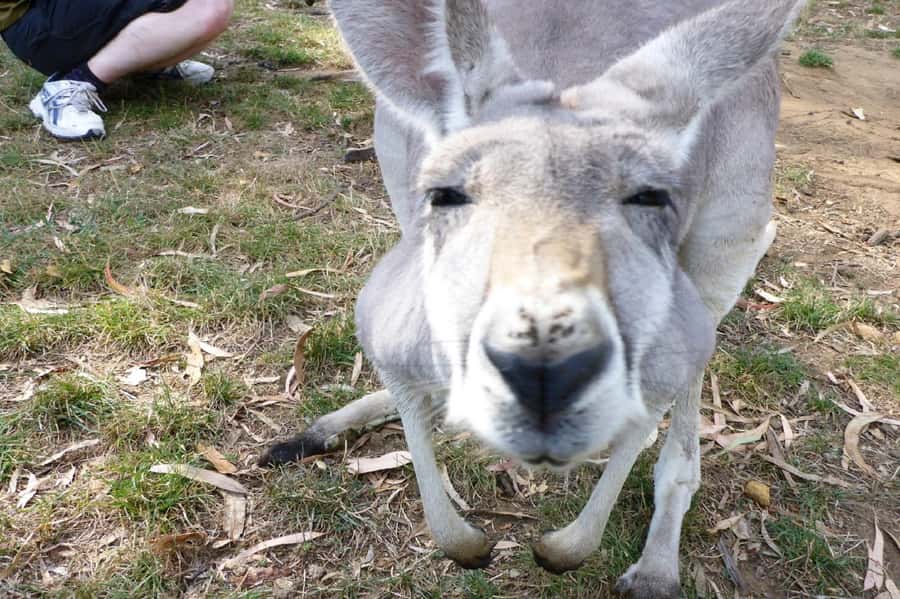 Mount Lofty Downhill Bike Tour & Cleland Wildlife Park Visit - Key points to know before you book