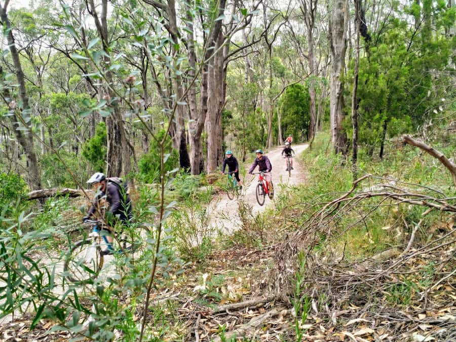 Mount Lofty Downhill Bike Tour & Cleland Wildlife Park Visit - Looking for koalas in the trees