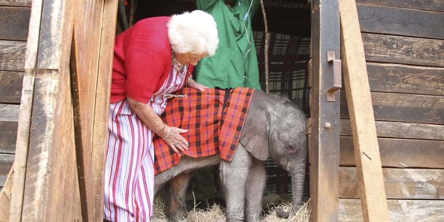 Nairobi: Elephant Sanctuary and Giraffe Center Day Tour - Two Nairobi wildlife stops in one morning