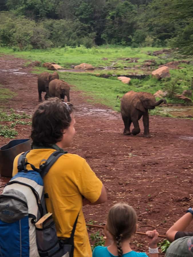 Nairobi: Elephant Sanctuary and Giraffe Center Day Tour - David Sheldrick Wildlife Trust at 11 a.m.