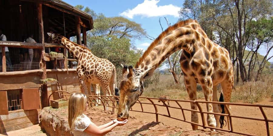 Nairobi: Elephant Sanctuary and Giraffe Center Day Tour - What guides add to the day