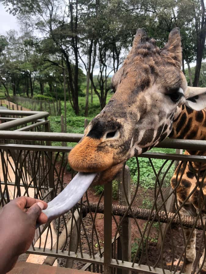 Nairobi: Elephant Sanctuary and Giraffe Center Day Tour - Price, entry fees, and real value