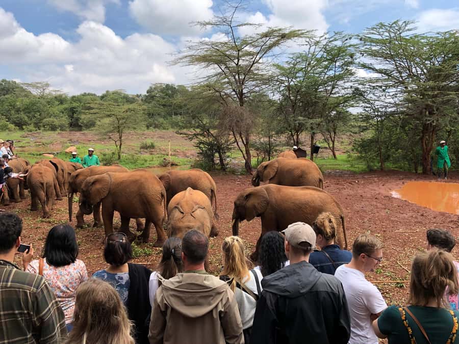 Nairobi: Elephant Sanctuary and Giraffe Center Day Tour - Who should book this experience?