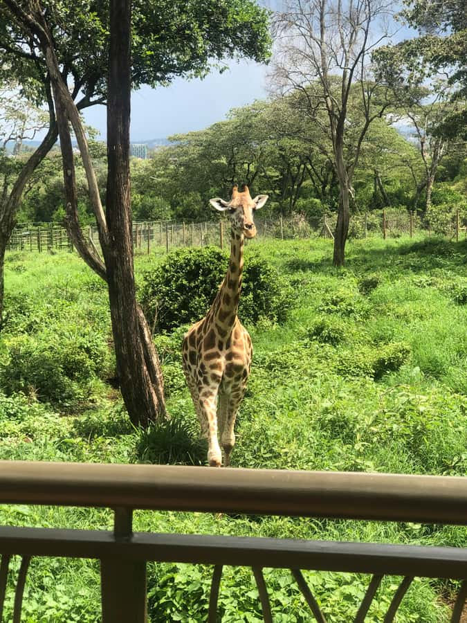 Nairobi: Elephant Sanctuary and Giraffe Center Day Tour - Should you book this Nairobi animal tour?