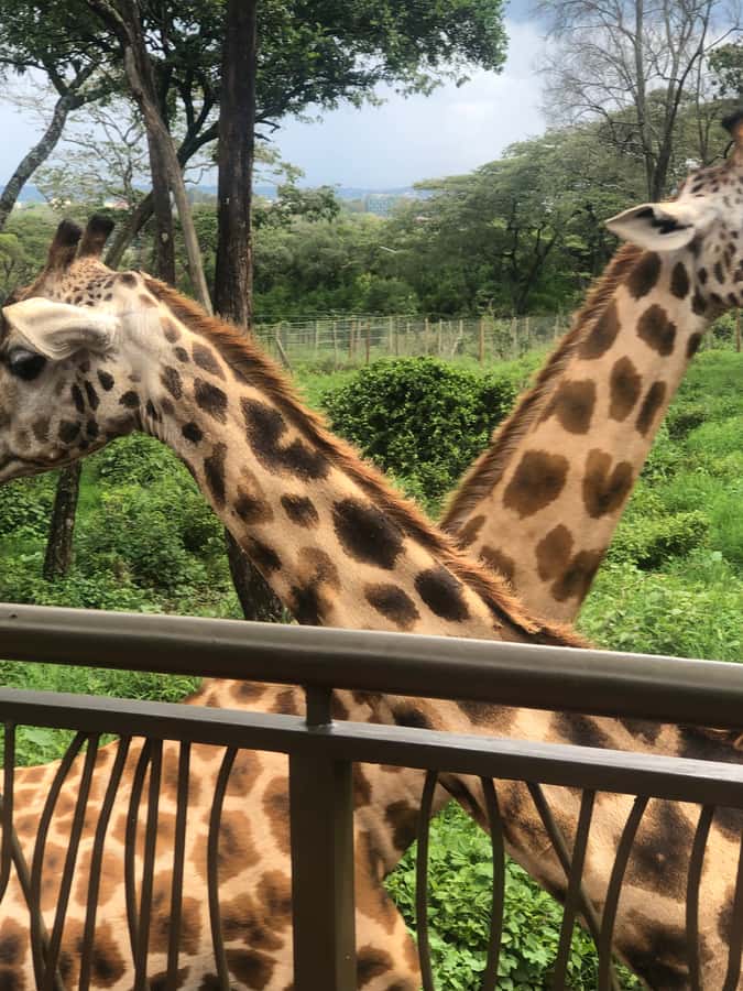 Nairobi: Elephant Sanctuary and Giraffe Center Day Tour - FAQ
