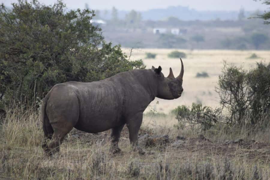 Nairobi: National Park, Elephant Sanctuary, & Giraffe Center - Key points at a glance