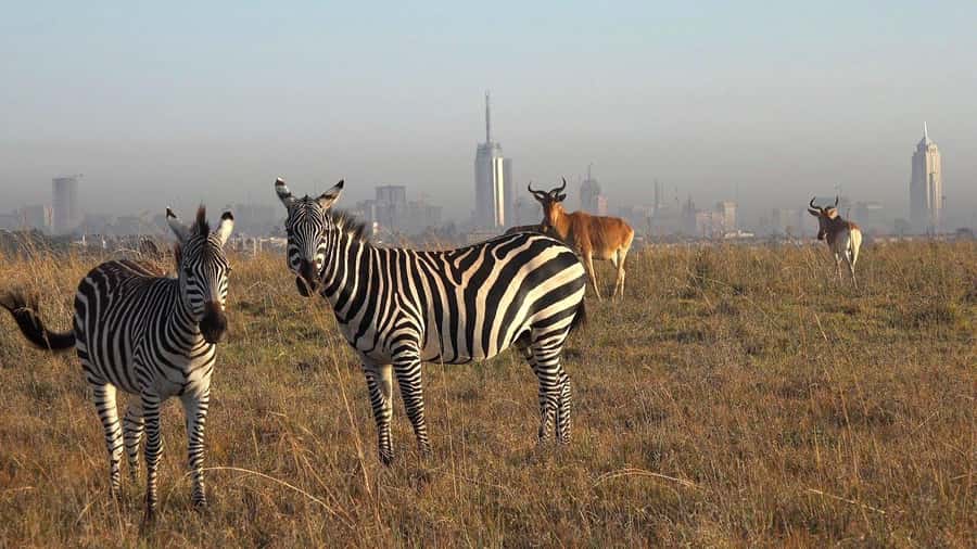 Nairobi: National Park, Elephant Sanctuary, & Giraffe Center - Why this Nairobi day trip works