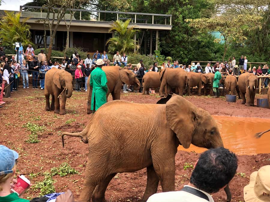Nairobi: National Park, Elephant Sanctuary, & Giraffe Center - The David Sheldrick Wildlife Trust and its young elephants