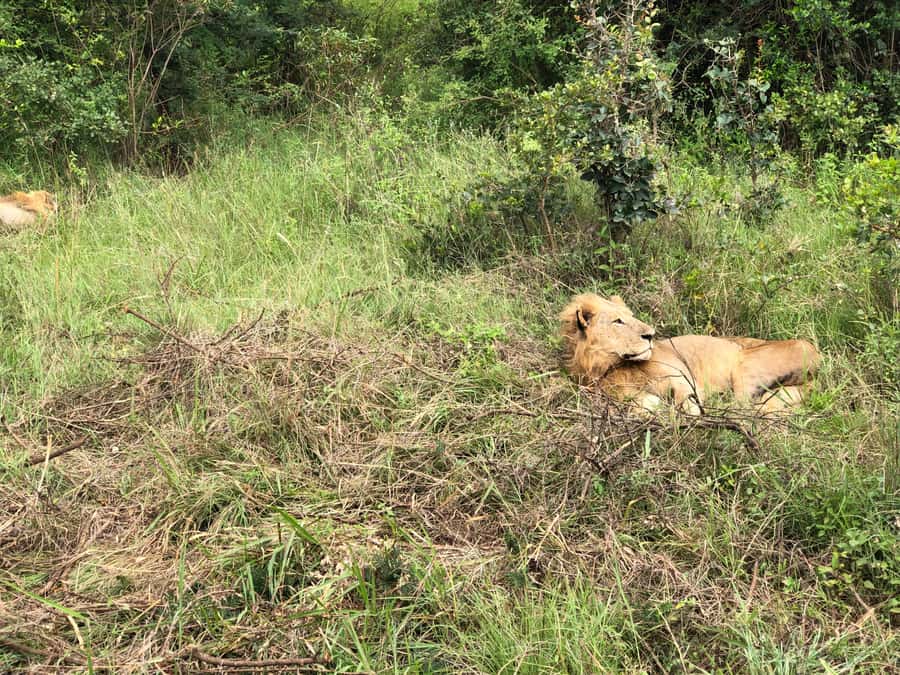 Nairobi: National Park, Elephant Sanctuary, & Giraffe Center - Lunch, shopping, and the optional Karen Blixen stop