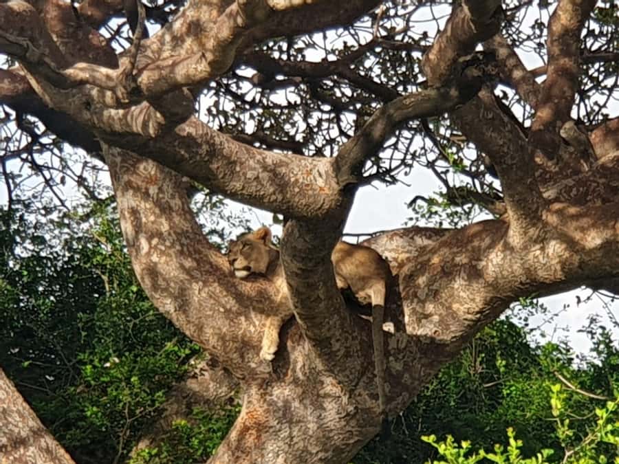Nairobi: National Park, Elephant Sanctuary, & Giraffe Center - Transport, timing, and the group experience