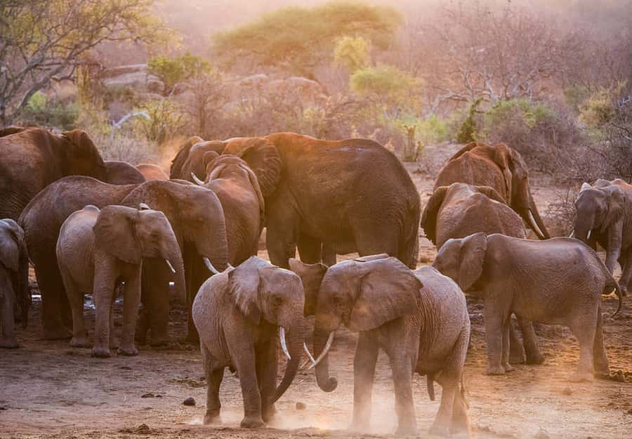 Nairobi: National Park, Elephant Sanctuary, & Giraffe Center - Who should book this experience