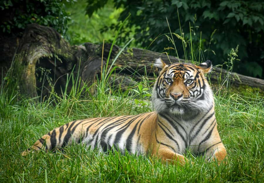 Nashville Zoo: Any-Day Admission Ticket - Bamboo Trail, red pandas, and small-animal favorites