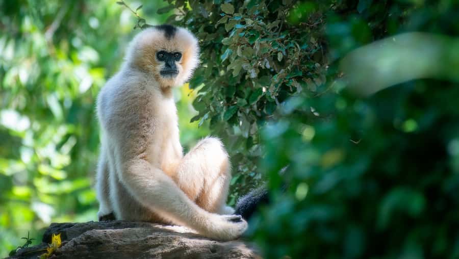 Nashville Zoo: Any-Day Admission Ticket - Close encounters at Kangaroo Kickabout