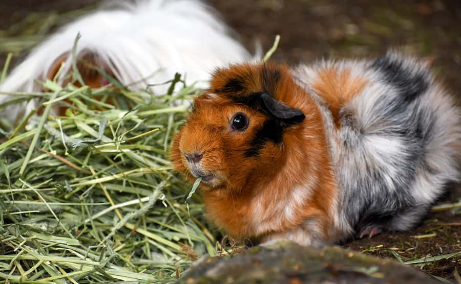 Nashville Zoo: Any-Day Admission Ticket - Shows, talks, and the Grassmere Historic Home