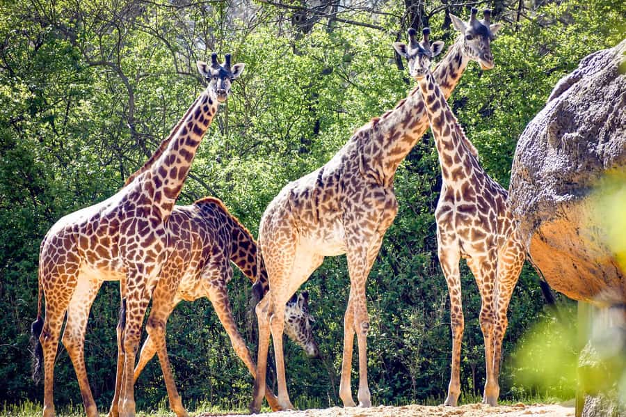 Nashville Zoo: Any-Day Admission Ticket - Rides, playgrounds, and paid extras