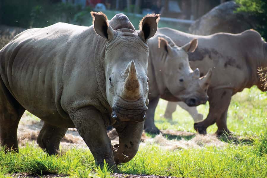 Nashville Zoo: Any-Day Admission Ticket - Expedition Peru and Tiger Crossroads