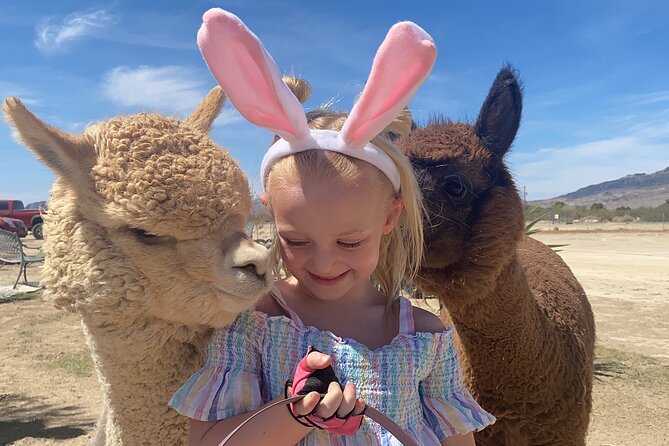 Nature Health Farms Alpaca Farm Petting Zoo Pahrump Death Valley - Alpacas First, Then the Rest of the Farm