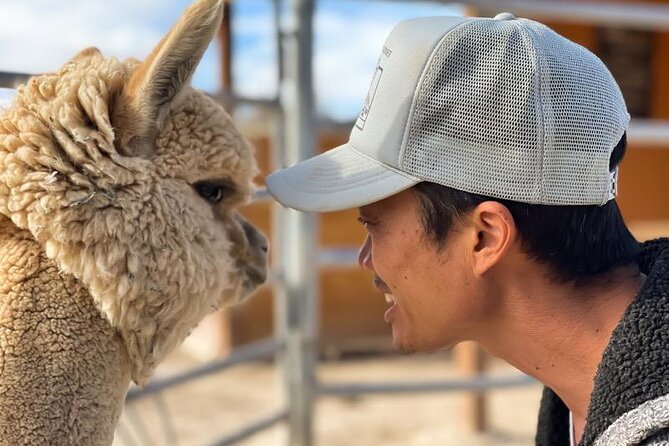 Nature Health Farms Alpaca Farm Petting Zoo Pahrump Death Valley - Value, Expectations, and Who Will Enjoy It