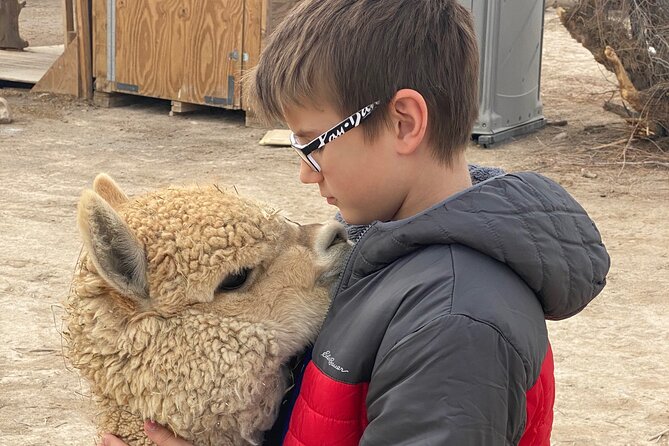 Nature Health Farms Alpaca Farm Petting Zoo Pahrump Death Valley - The Farm Works Best for Photos and Conversation